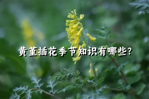 黄堇插花季节知识有哪些？