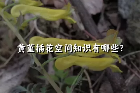 黄堇插花空间知识有哪些？