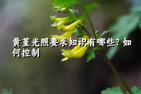 黄堇光照要求知识有哪些？如何控制