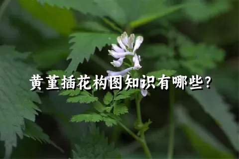 黄堇插花构图知识有哪些？