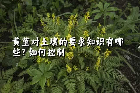 黄堇对土壤的要求知识有哪些？如何控制