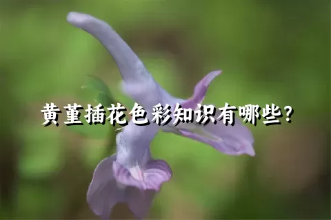 黄堇插花色彩知识有哪些？