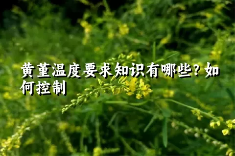 黄堇温度要求知识有哪些？如何控制