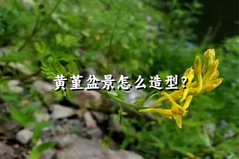 黄堇盆景怎么造型？