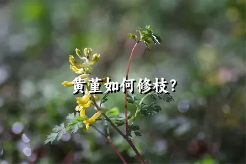 黄堇如何修枝？