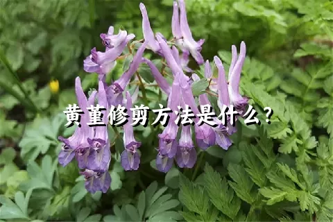 黄堇修剪方法是什么？