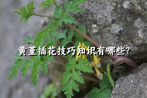 黄堇插花技巧知识有哪些？