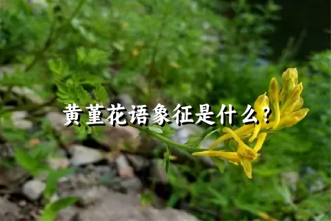 黄堇花语象征是什么？