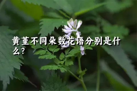 黄堇不同朵数花语分别是什么？