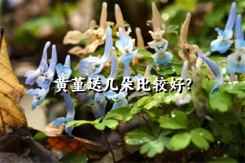 黄堇送几朵比较好？