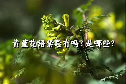 黄堇花语禁忌有吗？是哪些？