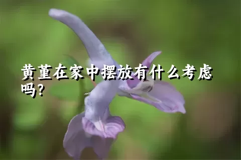 黄堇在家中摆放有什么考虑吗？