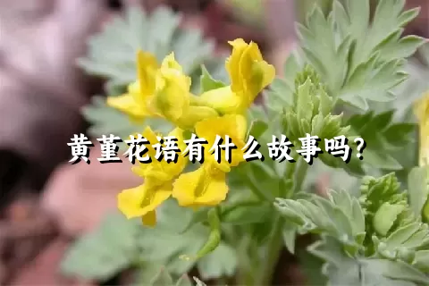 黄堇花语有什么故事吗？