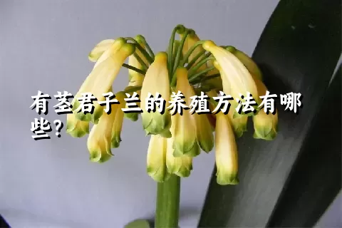 有茎君子兰的养殖方法有哪些？