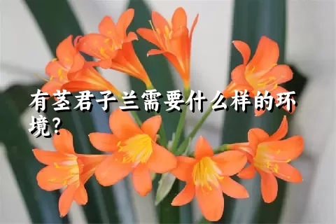 有茎君子兰需要什么样的环境？