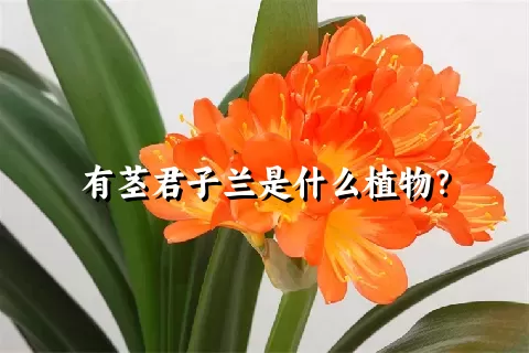 有茎君子兰是什么植物？