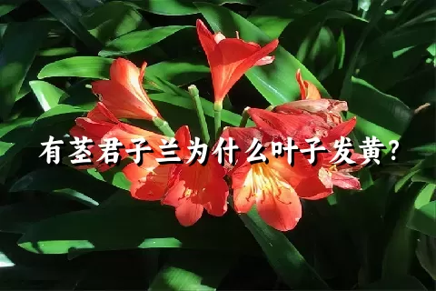 有茎君子兰为什么叶子发黄？