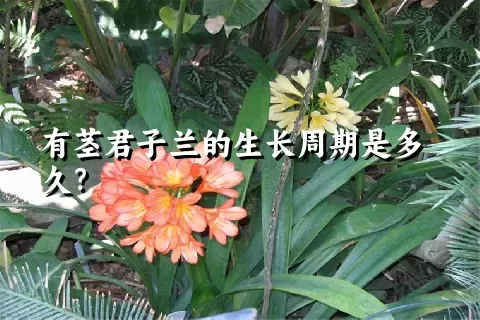 有茎君子兰的生长周期是多久？