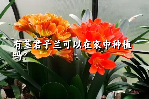 有茎君子兰可以在家中种植吗？