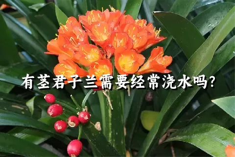 有茎君子兰需要经常浇水吗？