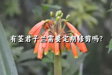 有茎君子兰需要定期修剪吗？