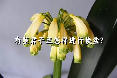 有茎君子兰怎样进行换盆？