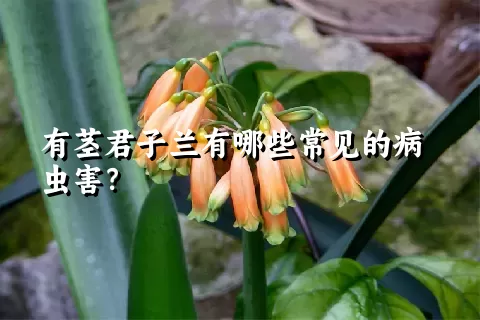 有茎君子兰有哪些常见的病虫害？