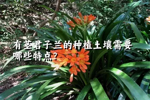 有茎君子兰的种植土壤需要哪些特点？