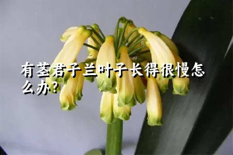 有茎君子兰叶子长得很慢怎么办？