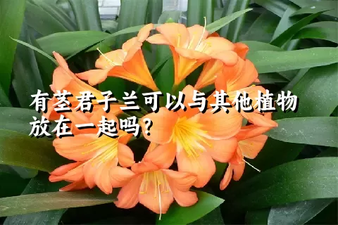 有茎君子兰可以与其他植物放在一起吗？