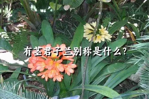 有茎君子兰别称是什么？