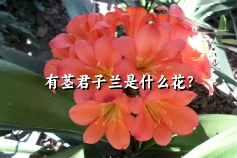 有茎君子兰是什么花？