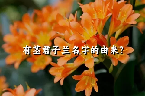 有茎君子兰名字的由来？