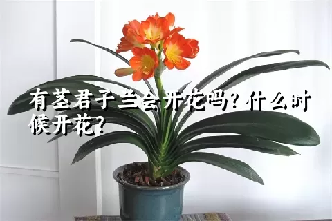 有茎君子兰会开花吗？什么时候开花？