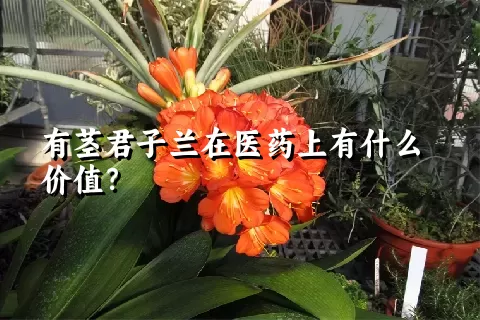 有茎君子兰在医药上有什么价值？