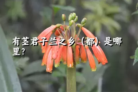 有茎君子兰之乡（都）是哪里？