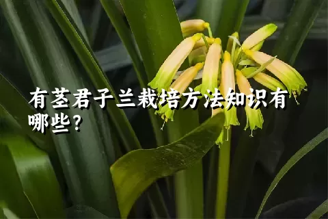 有茎君子兰栽培方法知识有哪些？