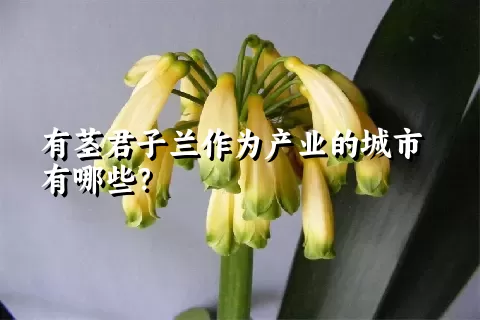 有茎君子兰作为产业的城市有哪些？