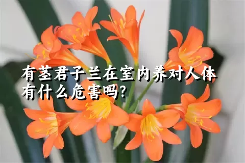 有茎君子兰在室内养对人体有什么危害吗？