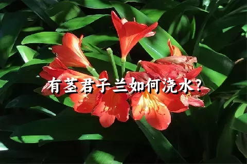 有茎君子兰如何浇水？