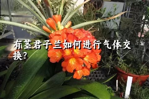 有茎君子兰如何进行气体交换？