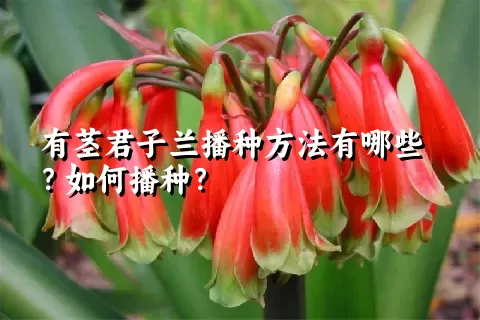 有茎君子兰播种方法有哪些？如何播种？