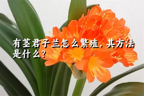 有茎君子兰怎么繁殖，其方法是什么？