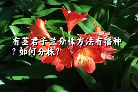 有茎君子兰分株方法有播种？如何分株？