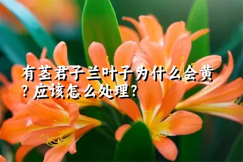 有茎君子兰叶子为什么会黄？应该怎么处理？