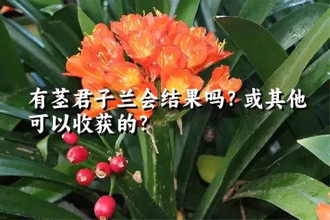 有茎君子兰会结果吗？或其他可以收获的？