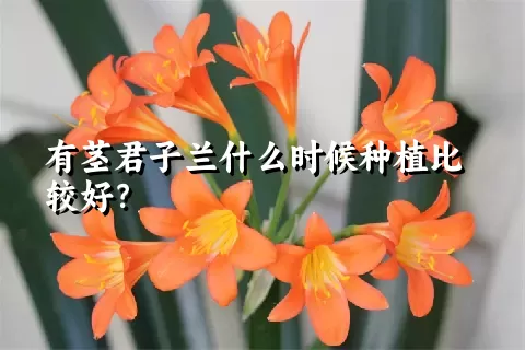 有茎君子兰什么时候种植比较好？