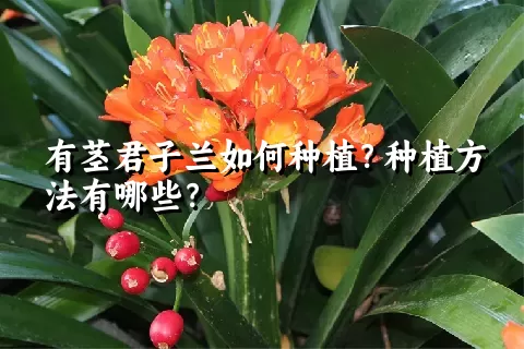 有茎君子兰如何种植？种植方法有哪些？