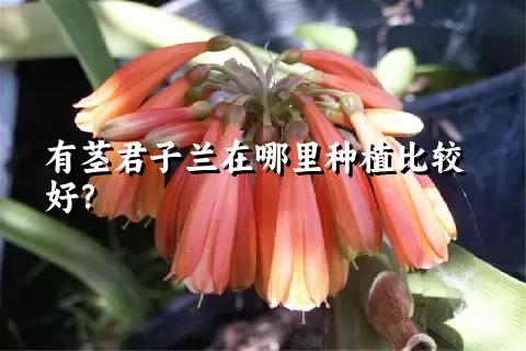 有茎君子兰在哪里种植比较好？