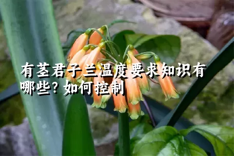 有茎君子兰温度要求知识有哪些？如何控制